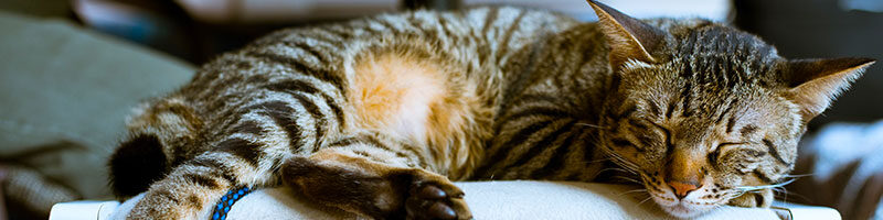 Banner "Ausschlafen" – Motiv: Getiegerte Katze, die gemütlich auf einem Stuhl schlummert.